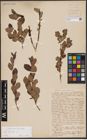 Foto von Salix aurita L.